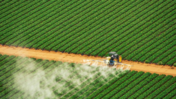 Wasp Removal Services in Mamou, LA
