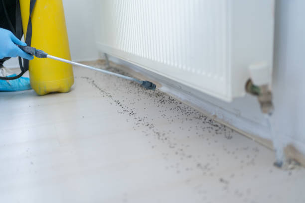 Best Affordable Pest Control Services  in Mamou, LA