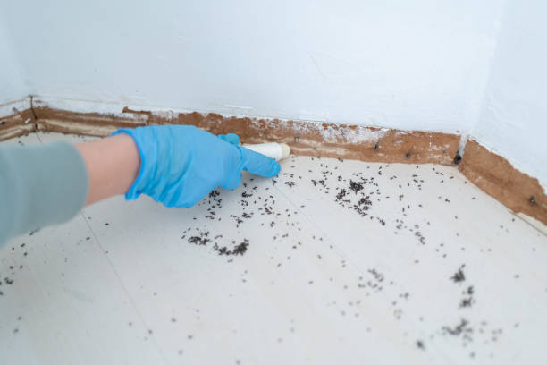 Reliable Mamou, LA Pest Control Solutions