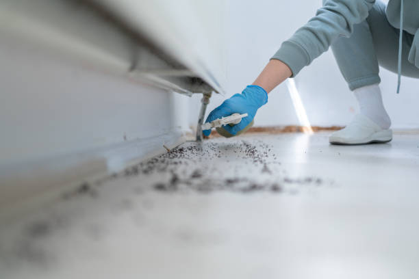Best Insect Control  in Mamou, LA